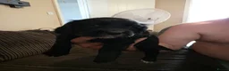 Cocker Spaniel dogs for sale: Beautiful cocker spaniel puppies - Advert 19