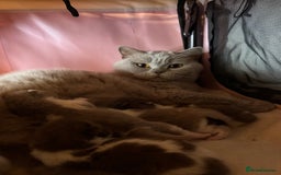 British Shorthair cats for sale: Beautiful British Shorthair Registered Kittens  - Image 8