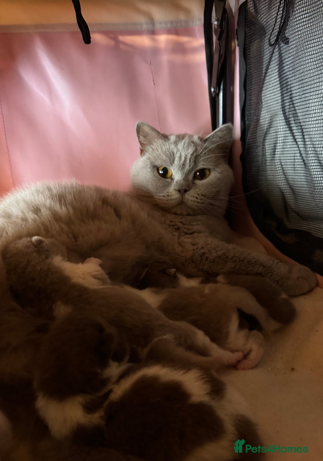 British Shorthair cats for sale: Beautiful British Shorthair Registered Kittens  - Image 8