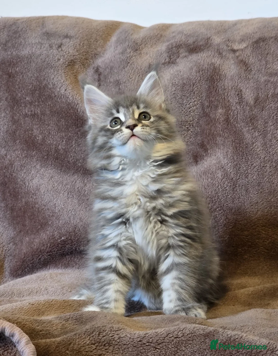Maine Coon cats for sale: BEAUTIFUL MAINE COON KITTENS - Advert 16