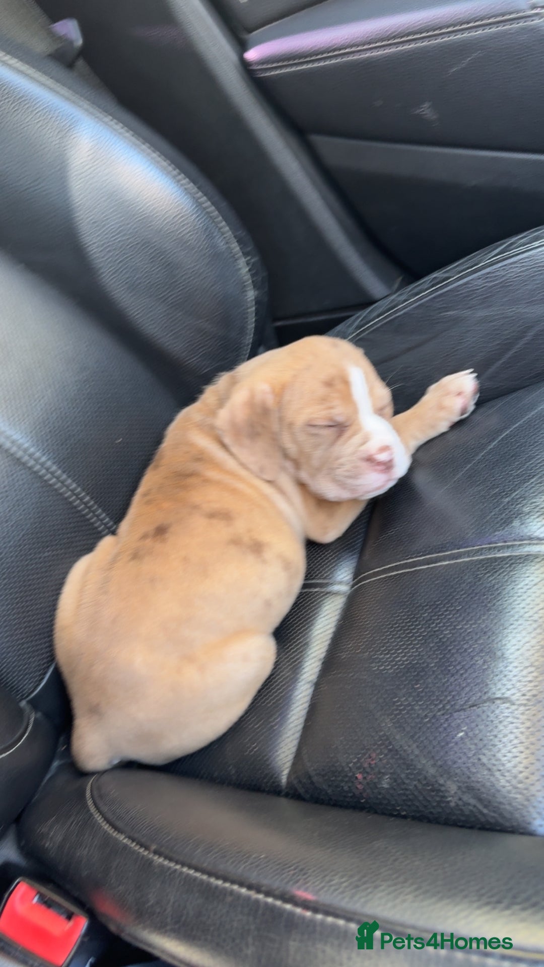 Olde English Bulldogge dogs for sale: Effie  - Advert 10