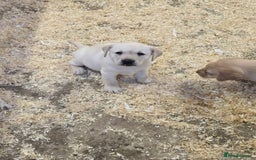 Labrador Retriever dogs for sale: Big chunky Labrador Boy - Image 6