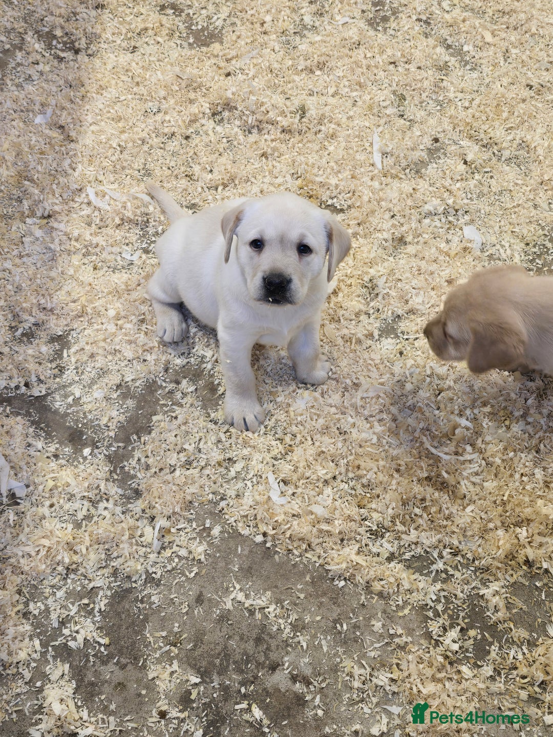 Labrador Retriever dogs for sale: Big chunky Labrador Boy - Image 6