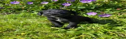 Bocker dogs for sale: Beautiful Beagle x cocker spaniel puppies  - Advert 6