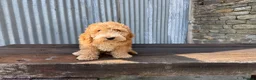 Cockapoo dogs for sale: Full Health tested Amazing obedience champion  - Advert 21