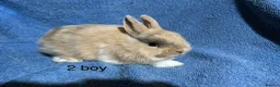 Netherland Dwarf rabbits for sale: Baby Netherland dwarf rabbits  - Advert 3