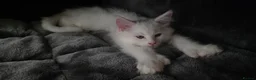 Maine Coon cats for sale: Beautiful White ***polydactyl*** Maine Coon girl. - Advert 11
