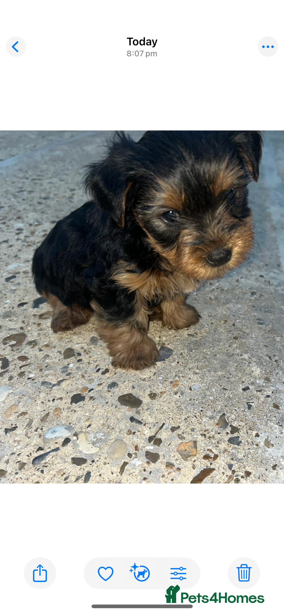 Yorkshire Terrier dogs for sale: Beautiful Yorkshire terrier puppy’s  - Image 22