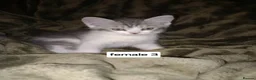 Persian cats for sale: Persian x sphynx accidental litter - Advert 11