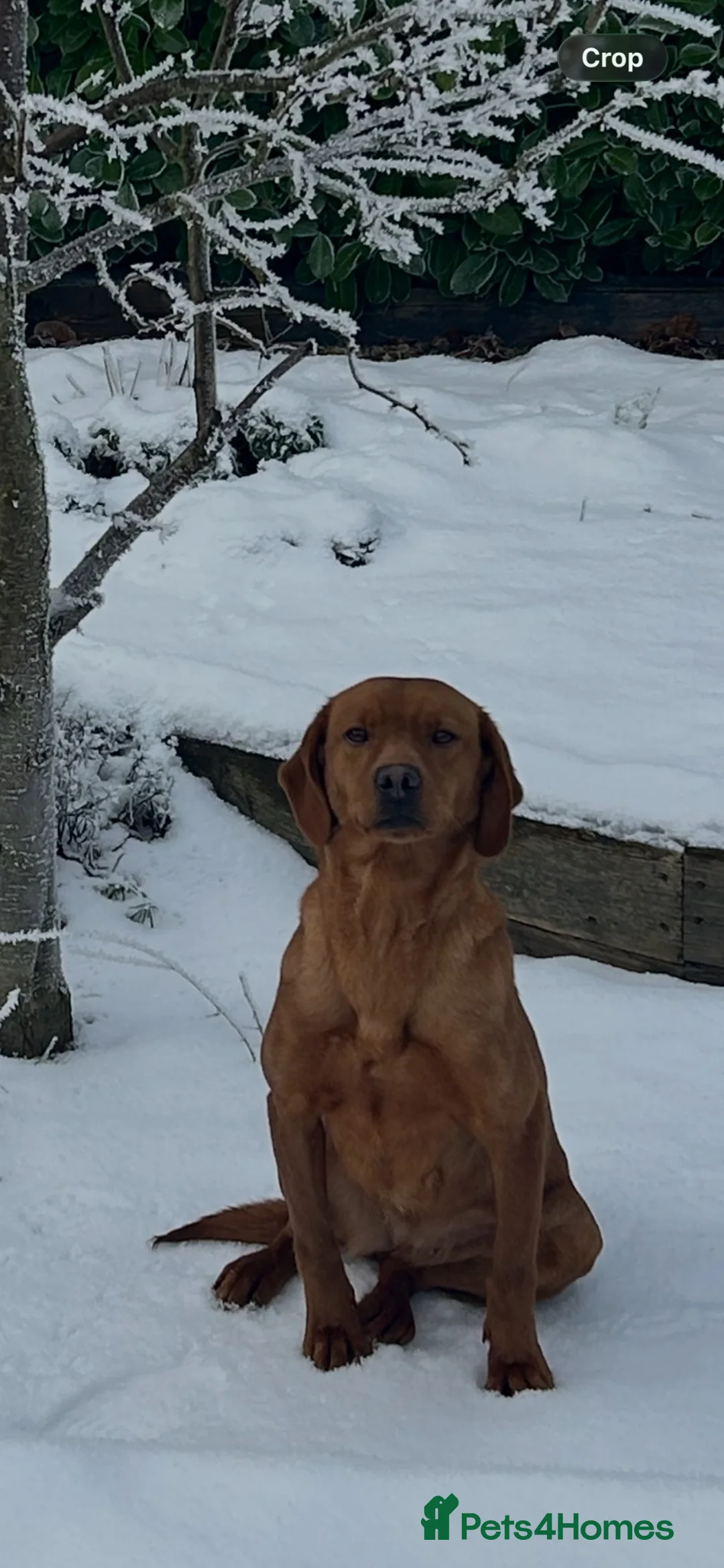 Labrador Retriever dogs for sale: Labrador pups x8 in Widnes - Advert 2