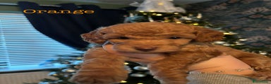 Cockapoo Puppy (Orange)