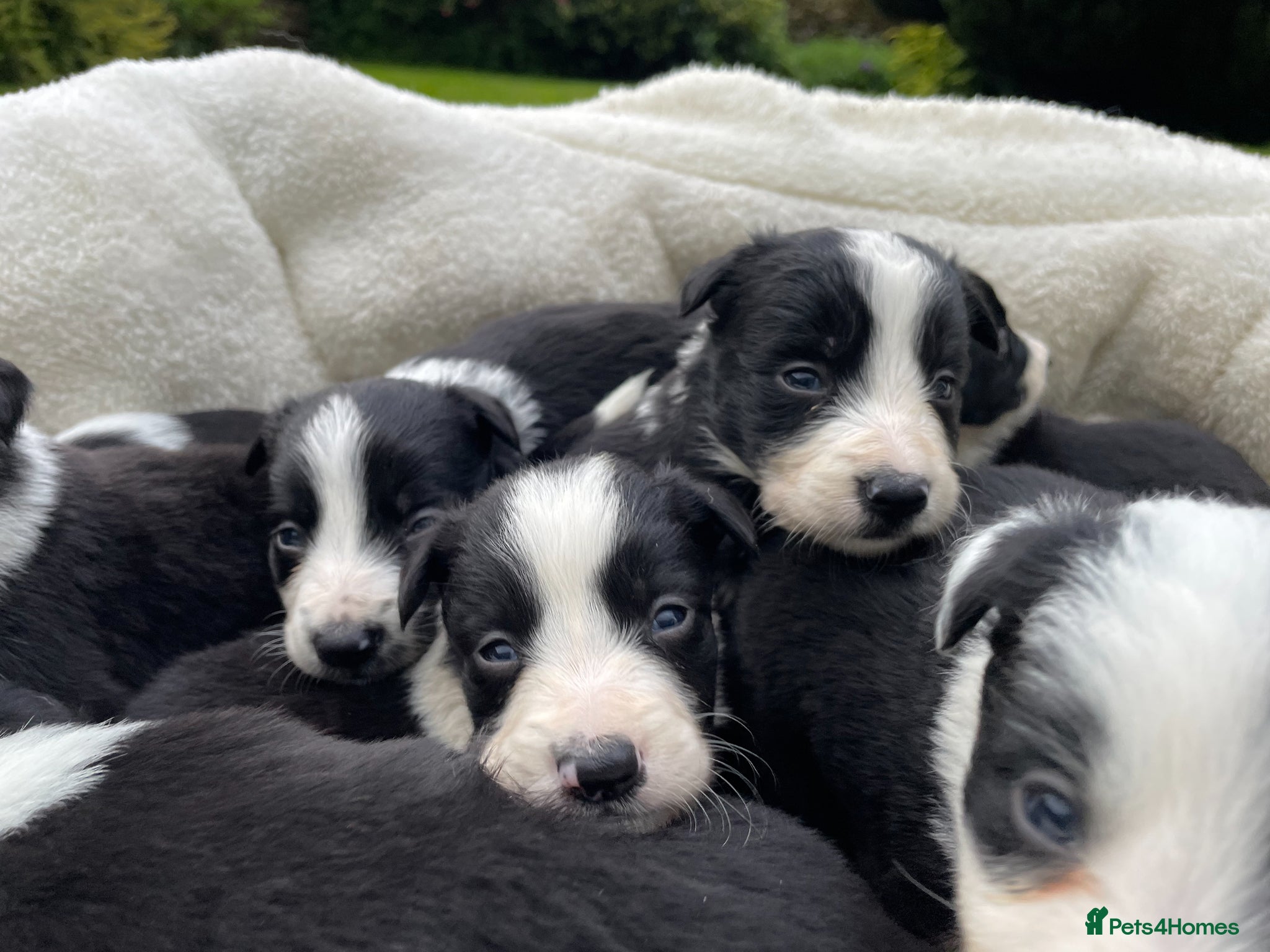 Border Collie dogs Beautiful Border Collie Puppies in Grassington - Advert 2