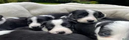 Border Collie dogs for sale: Beautiful Border Collie Puppies in Grassington - Advert 2