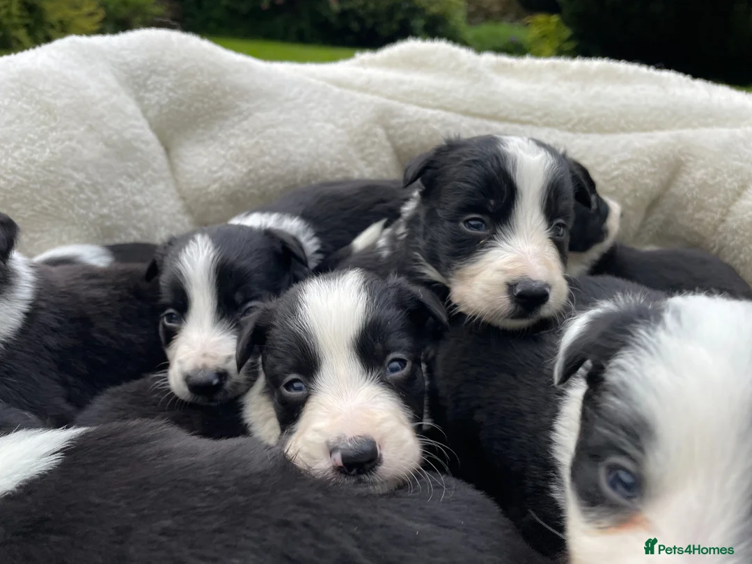 Border Collie dogs for sale: Beautiful Border Collie Puppies in Grassington - Advert 2