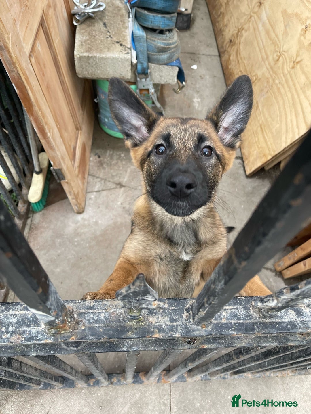 Belgian Shepherd Dog dogs for sale: Belgian Mali  - Image 7