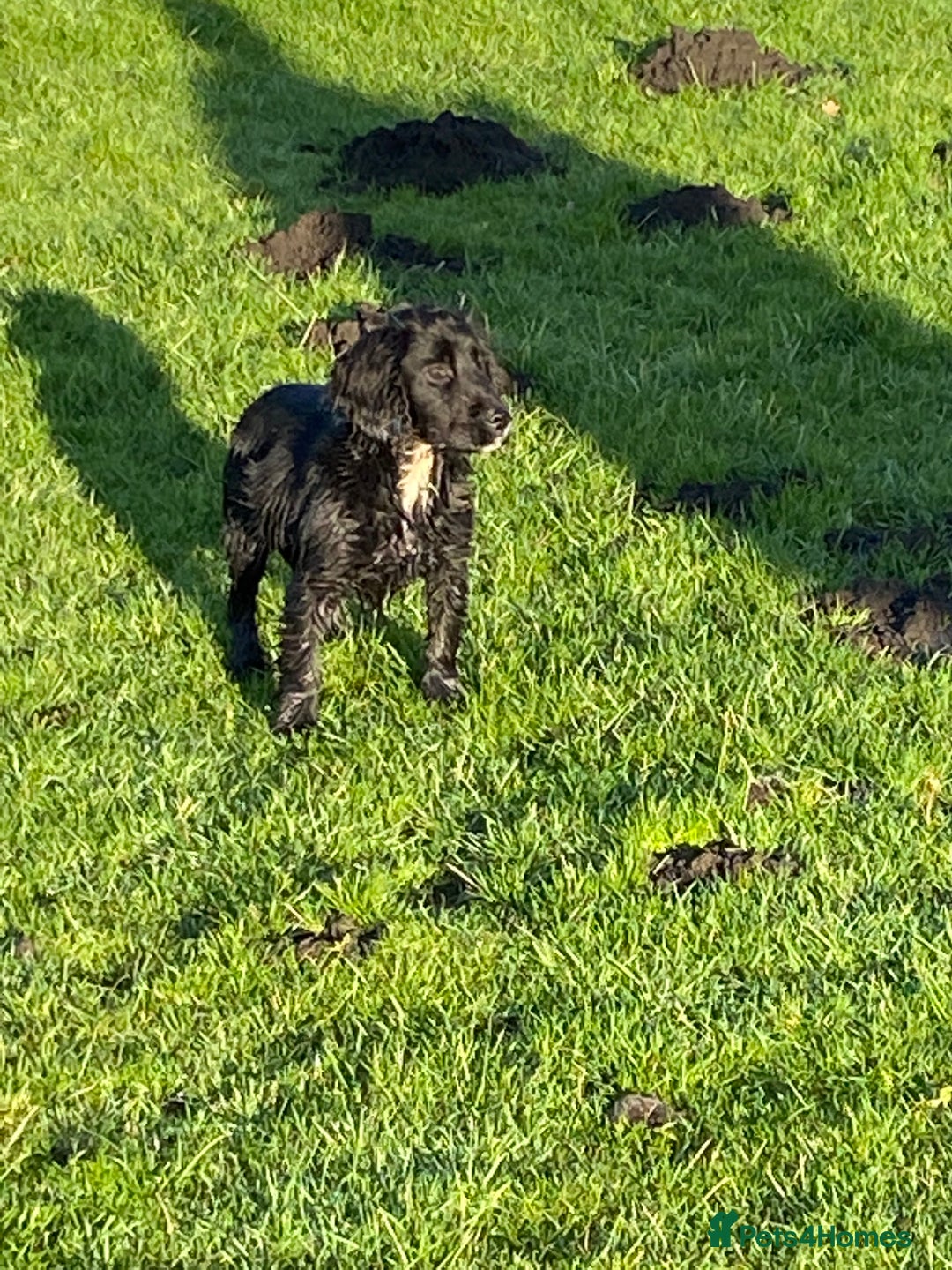Cocker Spaniel dogs for sale: Working Cocker Spaniel pups - Advert 8