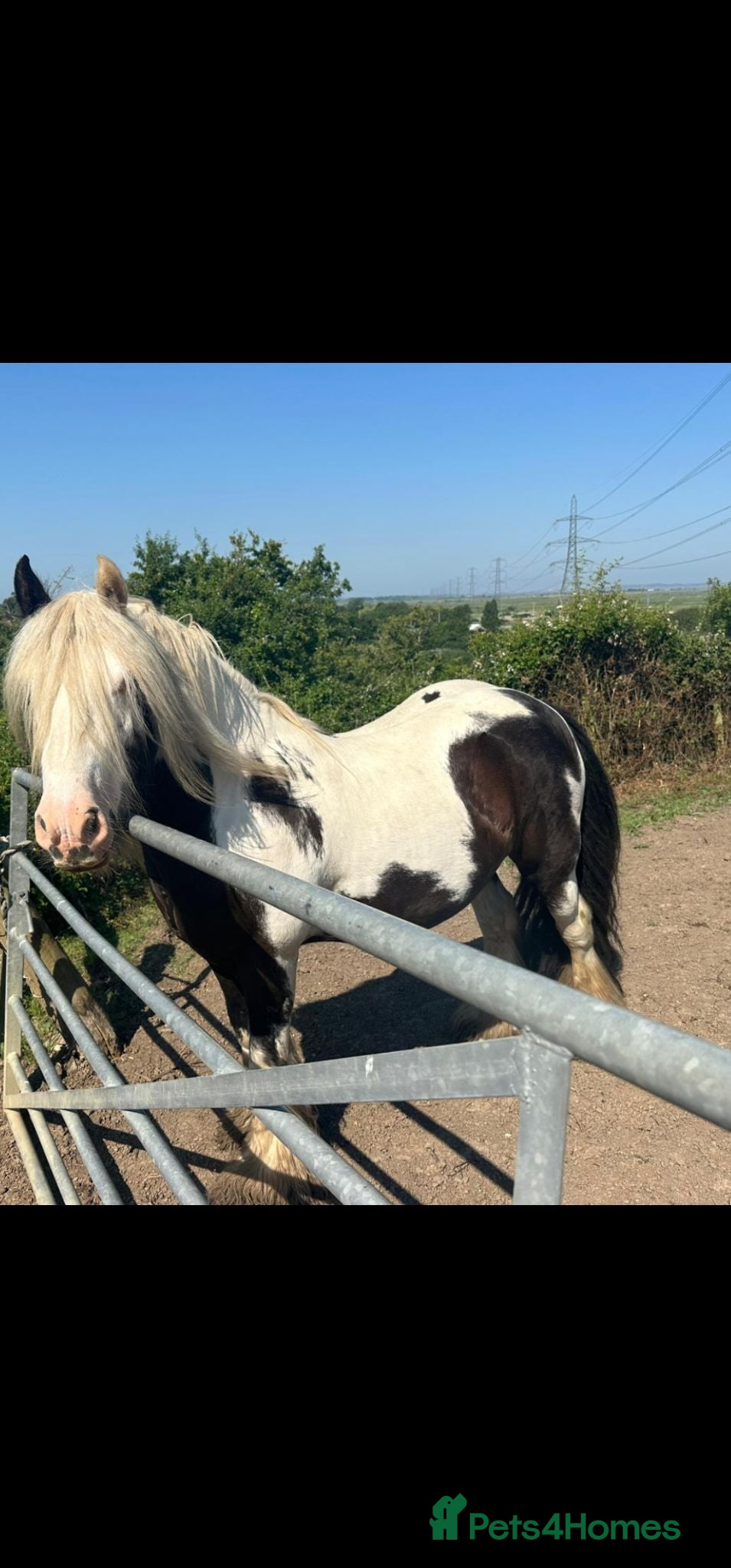 Irish Cob horses Rodney  - Advert 1
