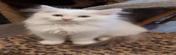 Ragdoll cats for sale: RAGDOLLS BICOLOUR BOY BLUE EYES READY NOW  - Advert 13