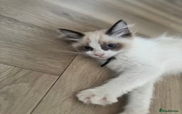 Ragdoll cats for sale: Beautiful Pedigree Ragdolls THREE LEFT  - Image 15