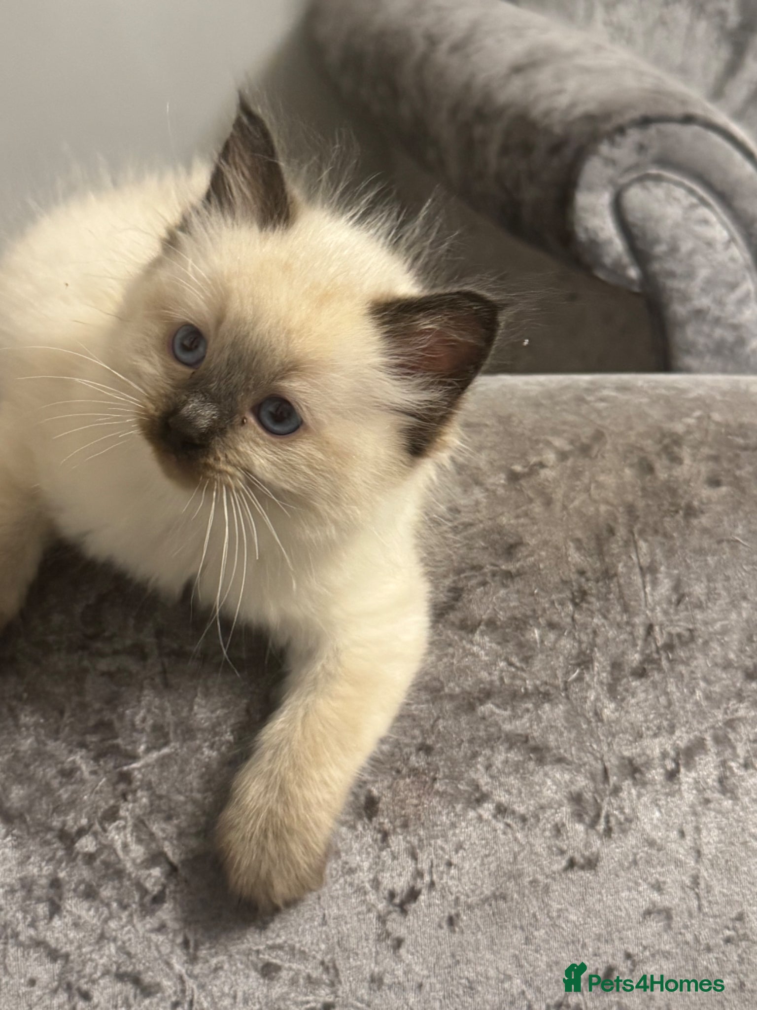 Ragdoll cats Ragdoll kittens  - Advert 1