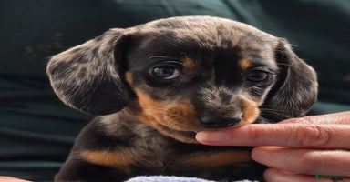 Miniature Dachshund dogs - Advert 10