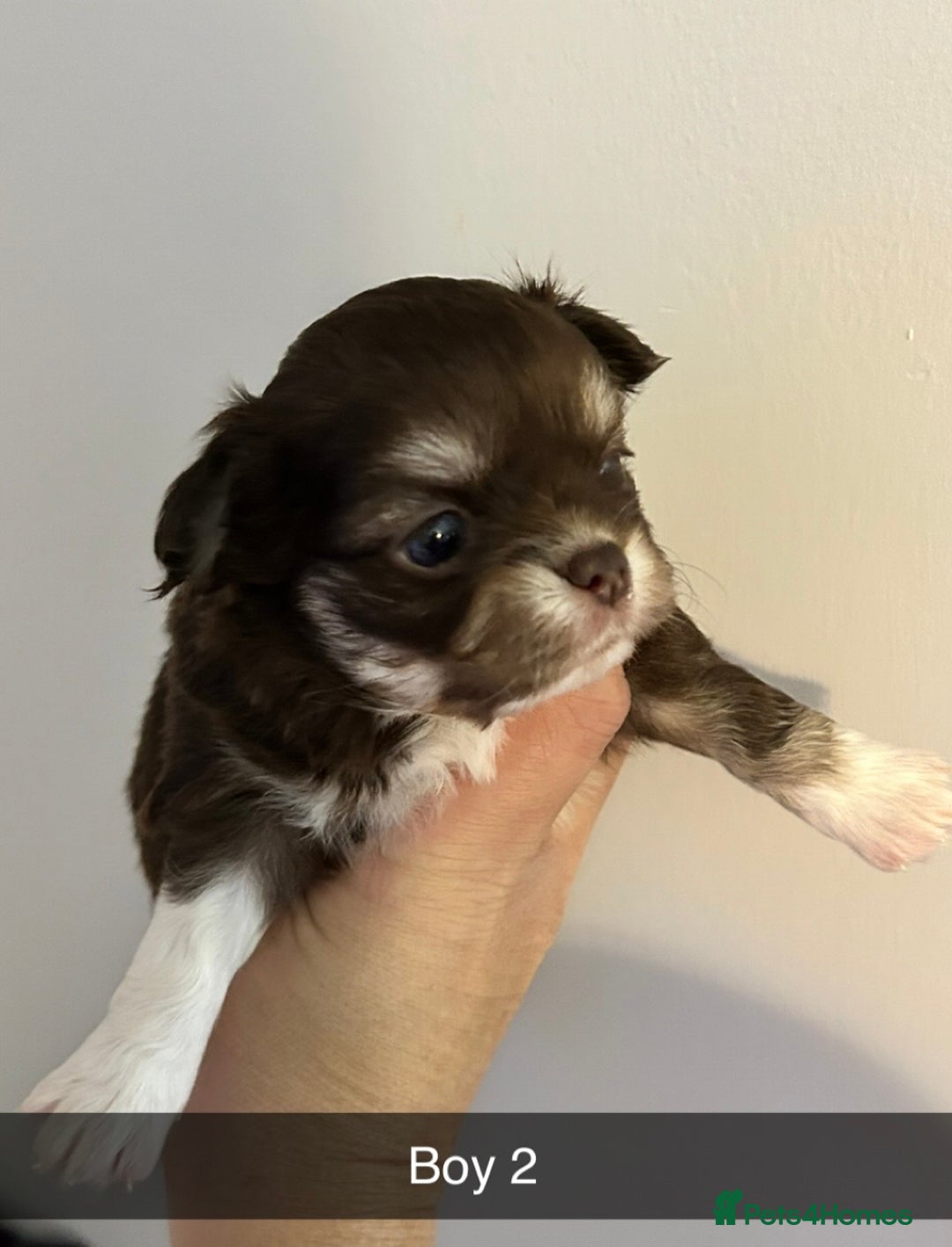 Chihuahua dogs for sale: KC LONG COAT CHIHUAHUAS  - Advert 11