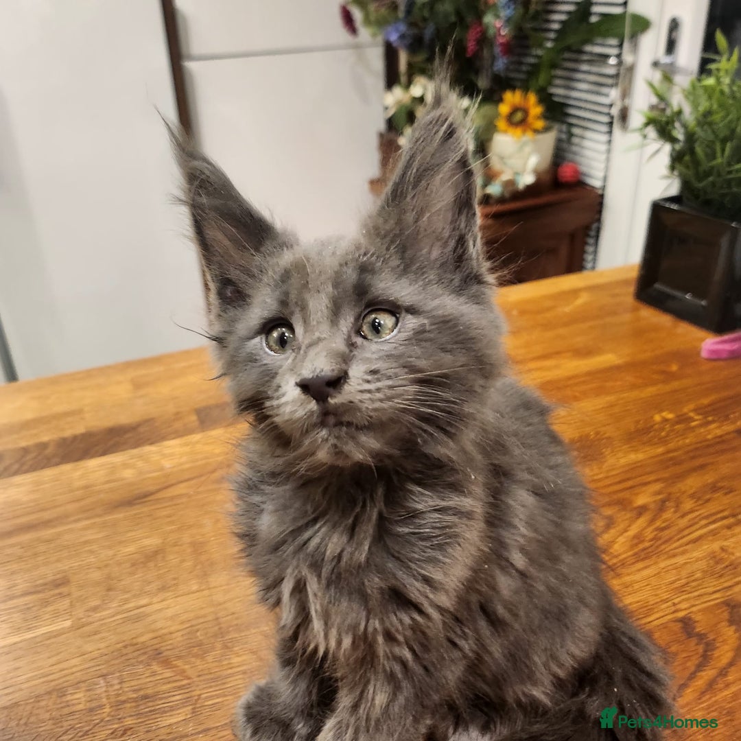 Maine Coon cats for sale: Maine coon purebred pedigre xl active in Barnsley - Image 37