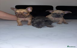 French Bulldog dogs for sale: French bulldog females  - Image 2