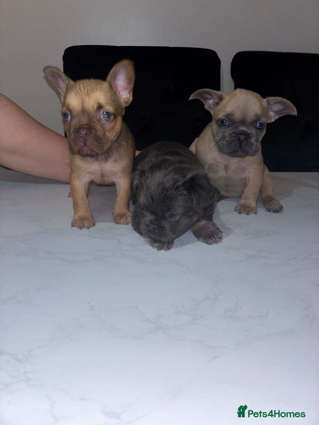 French Bulldog dogs for sale: French bulldog females  - Image 2