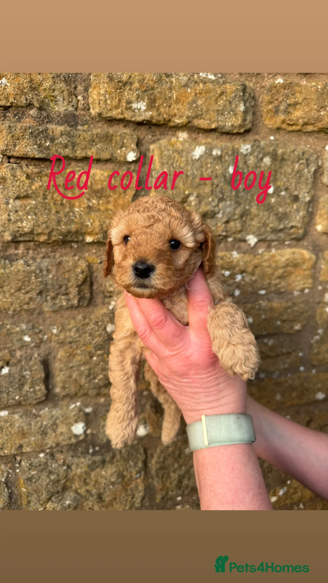 Miniature Poodle dogs for sale: Miniature poodle puppies! - Advert 4