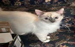 Ragdoll cats for sale: 🐾beautiful pedigree ragdolls  - Image 6