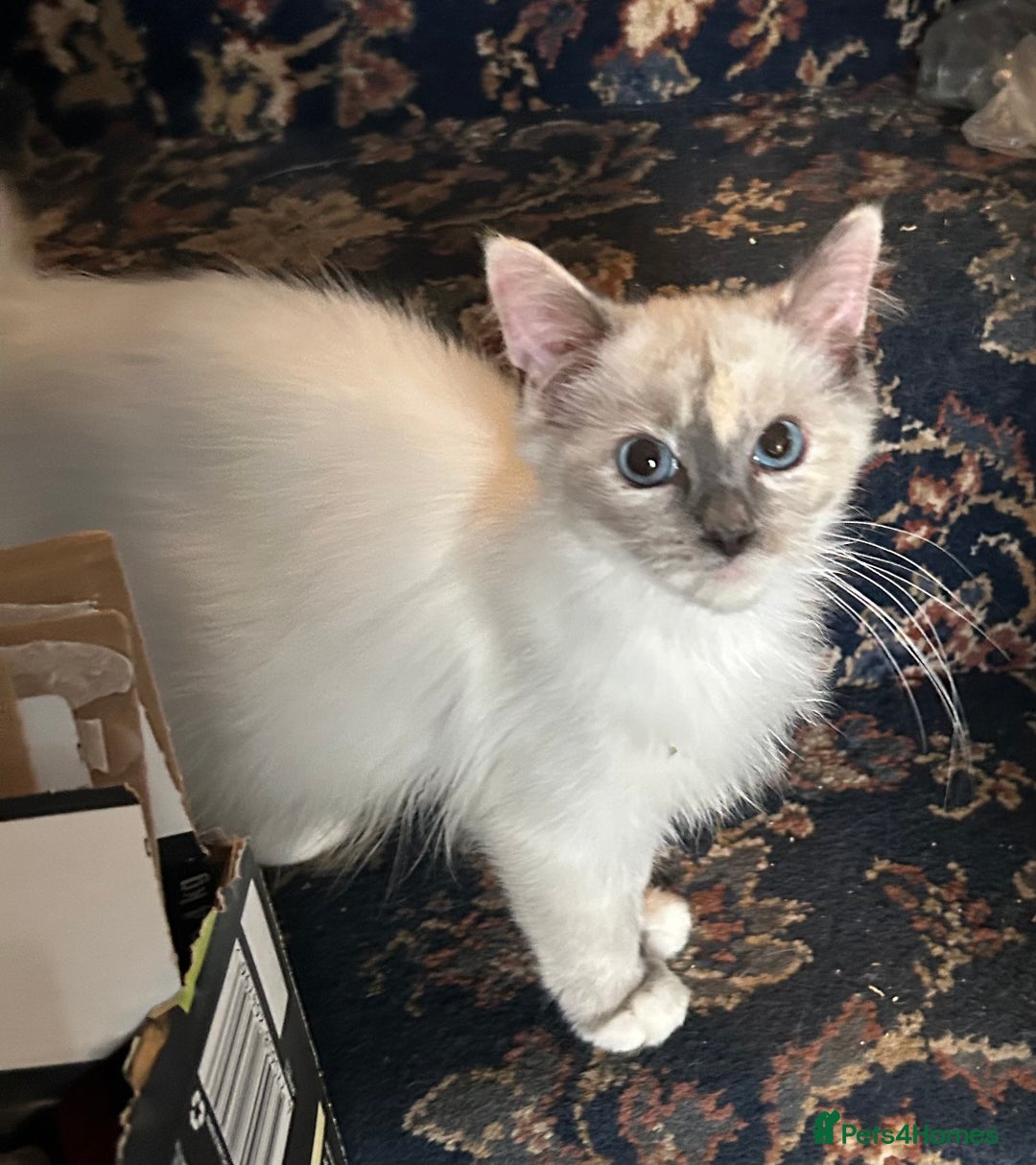 Ragdoll cats for sale: 🐾beautiful pedigree ragdolls  - Image 6