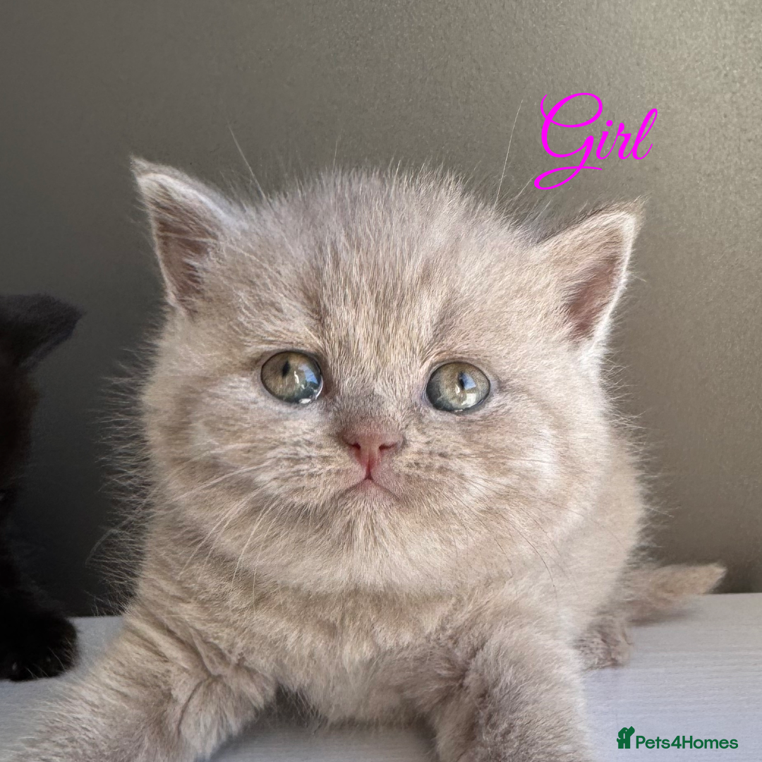 British Shorthair cats for sale: British shorthair kittens one boy available  - Advert 6