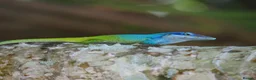 Anole reptiles for sale: Anolis allisoni - Advert 4