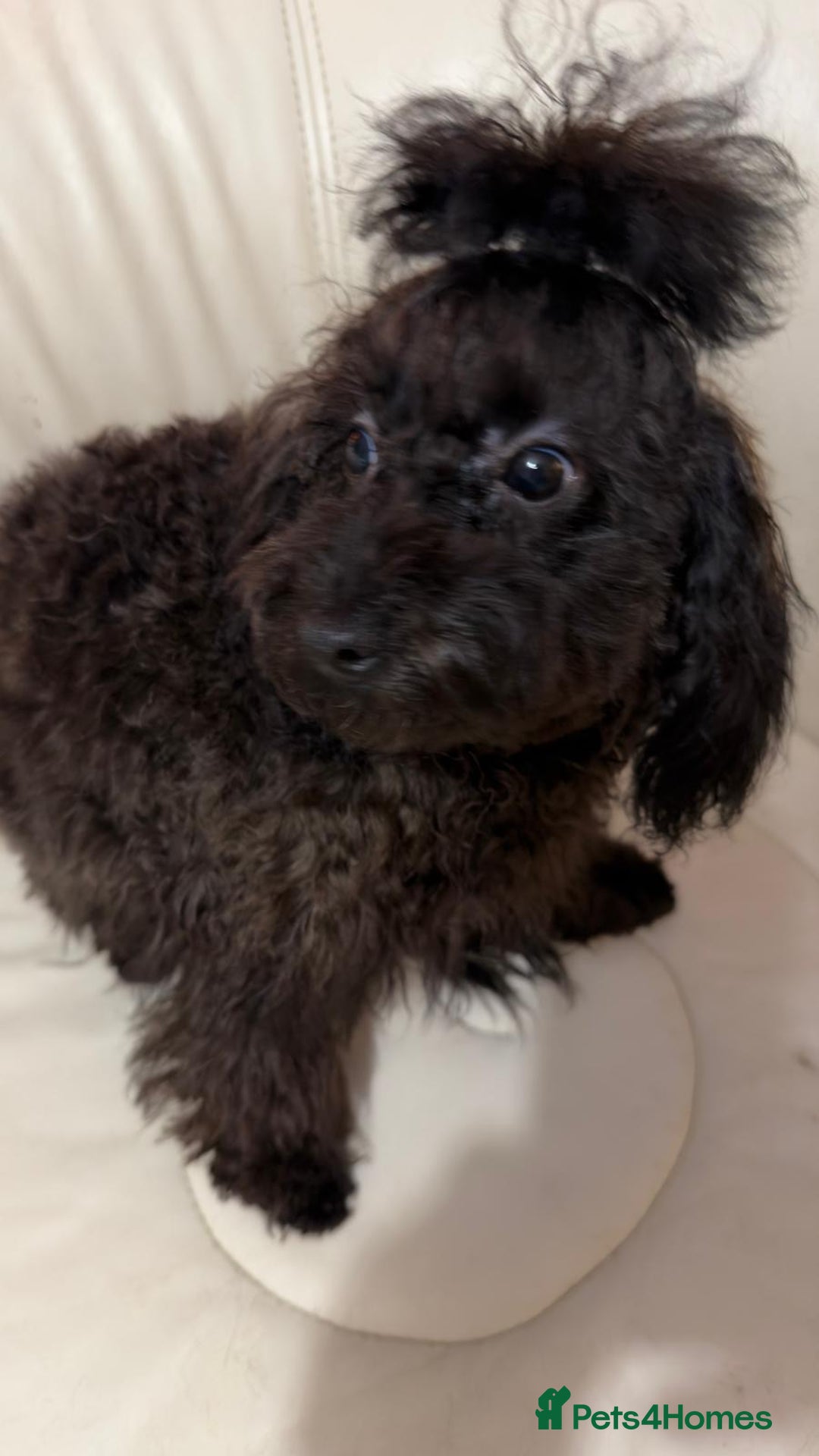 Mixed Breed dogs for sale: Asian toy poodle boy  - Advert 5