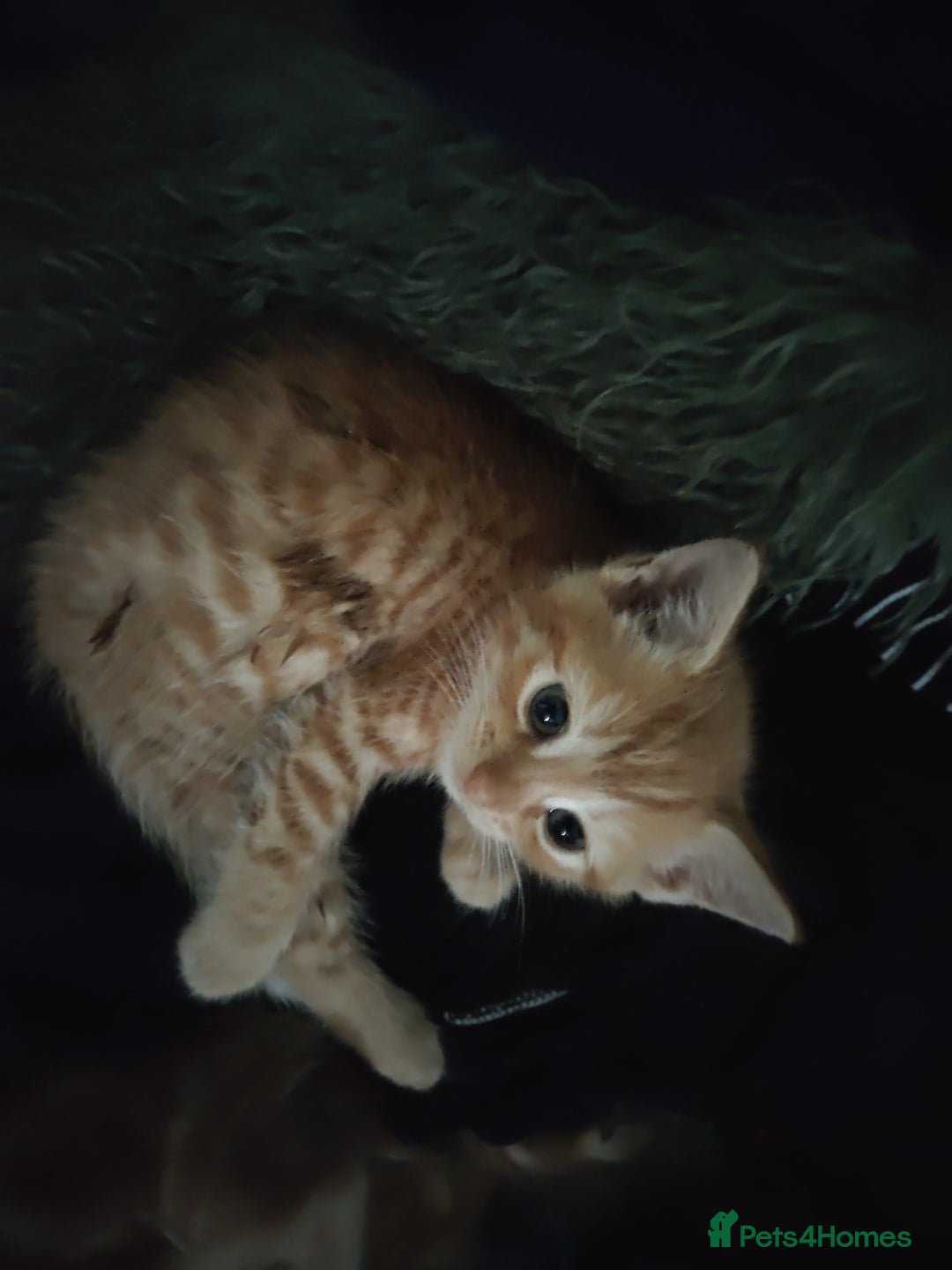 Mixed Breed cats for sale: Adorable playful kittens - Image 2