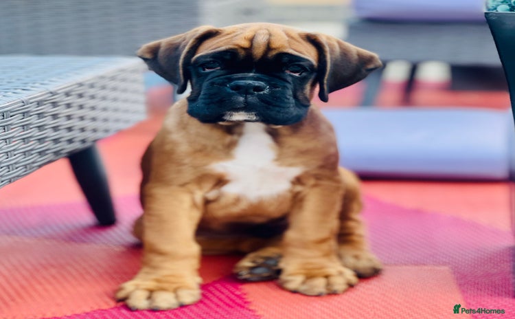 Boxer dogs - Advert 1