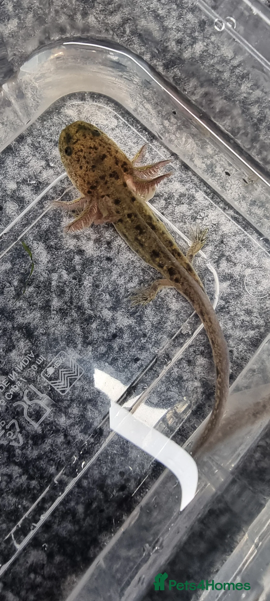 Axolotl reptiles for sale: Juvenile axolotls - Advert 1