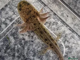 Axolotl reptiles Juvenile axolotls - Advert 8