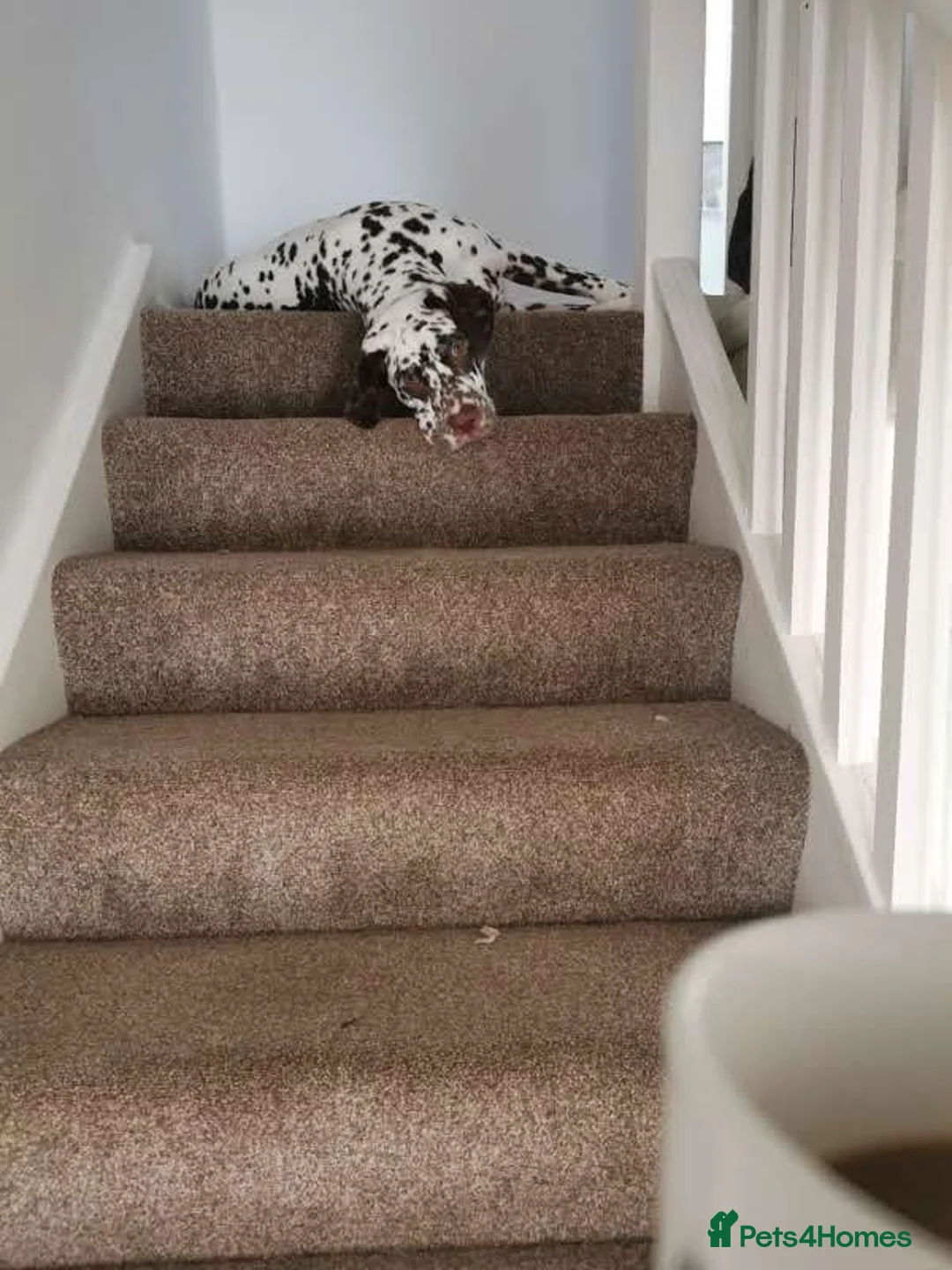 Dalmatian dogs for sale: Male Dalmatian 3.5 years Playful & Loving - Advert 7