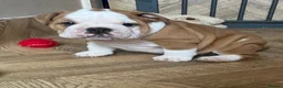 English Bulldog dogs for sale: KC registered Red and White chunky puppies  - Advert 2