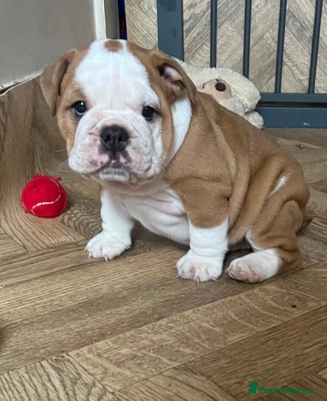 English Bulldog dogs for sale: KC registered Red and White chunky puppies  - Advert 2