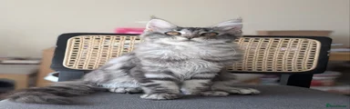 Bella