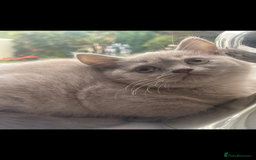 British Shorthair cats for sale: British shorthaired kittens full pedigree  - Image 4