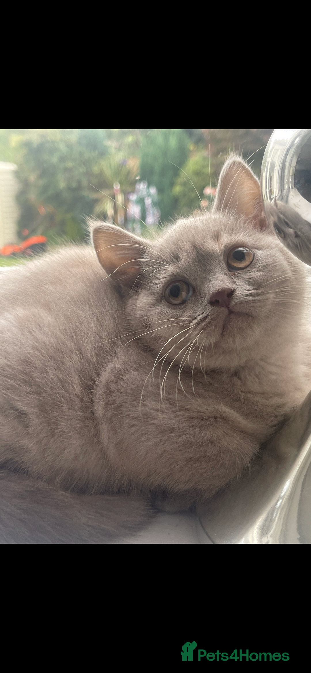 British Shorthair cats for sale: British shorthaired kittens full pedigree  - Image 4