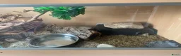 Snake reptiles for sale: Ball python  - Advert 3
