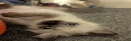 Ragdoll cats for sale: Individually gorgeous ragdoll babies 💖💖💖 - Advert 18