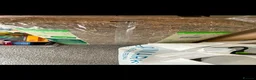 Hamster rodents for sale: Russian dwarf hamster  in Leeds - Advert 10
