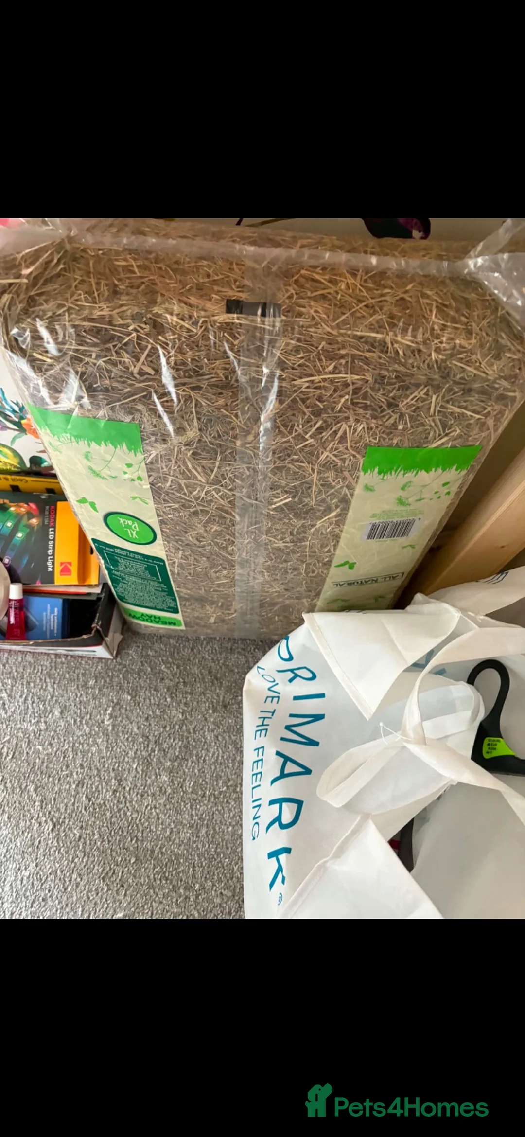 Hamster rodents for sale: Russian dwarf hamster  in Leeds - Advert 10