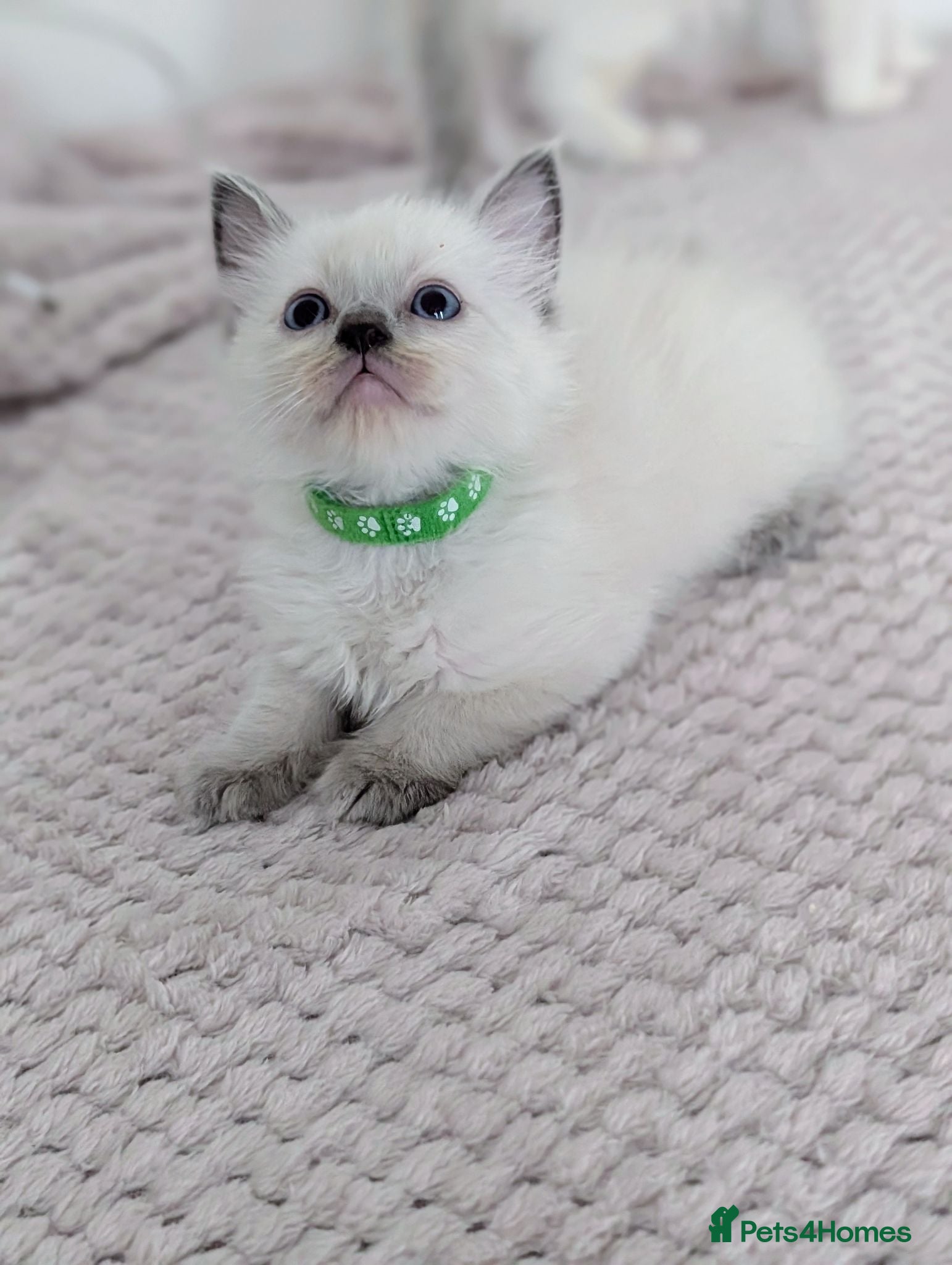 Ragdoll cats 2 boys still avilable green and Grey  - Advert 11